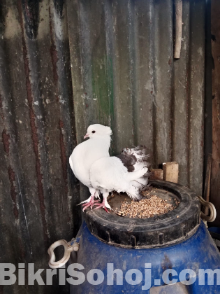 অপরাজিতা কবুতর